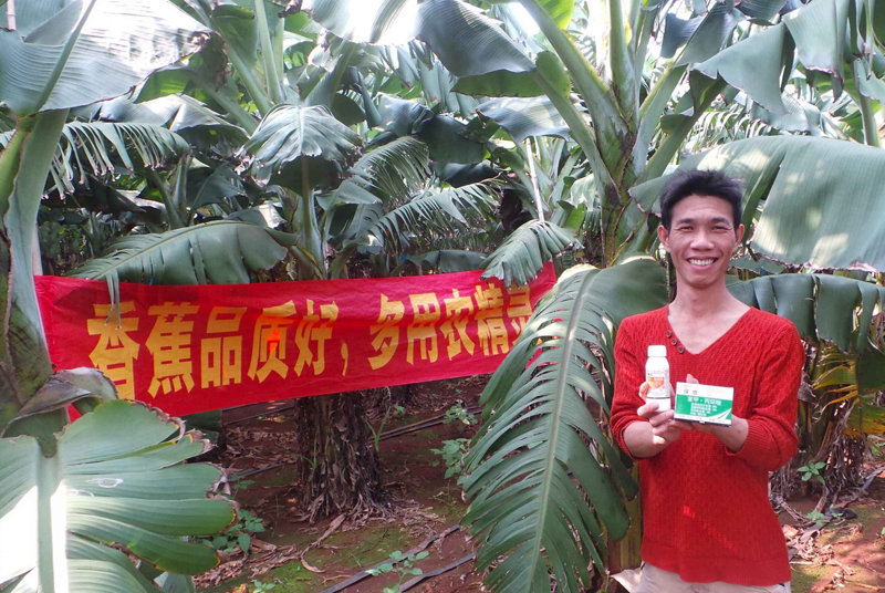差距這么大， 是真的嗎？ 銀農(nóng)故事匯—香蕉篇