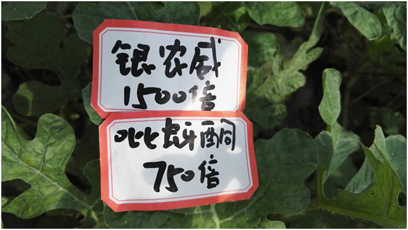 【探索】是什么讓黃蚜如此落??？
