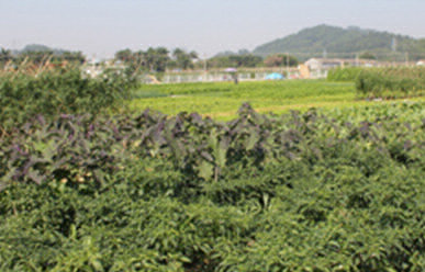 菜地難種、施肥低效、薊馬高發(fā)，咋辦？這里有高招！